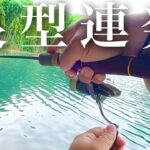 放流で良型が無限に釣れ続く...腕が破壊されるほど爆釣するルアーはこれ！【エリアトラウト】【管理釣り場】【すそのフィッシングパーク
