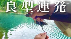 放流で良型が無限に釣れ続く...腕が破壊されるほど爆釣するルアーはこれ!【エリアトラウト】【管理釣り場】【すそのフィッシングパーク