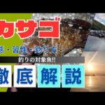 【徹底解説!!】釣りの対象魚カサゴ！特徴・生態・釣り方まで全てわかる！