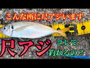 【和歌山】尺アジ釣り🎣ココで尺アジ釣れるの😳コレで尺アジ釣れたの😳✨ビックリ‼️
