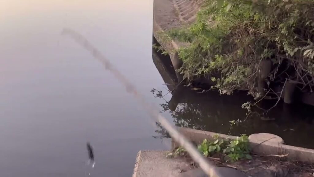 より道【五三川バス釣り】