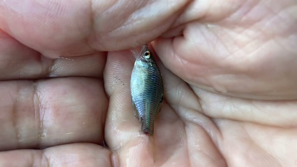 手賀沼で小物釣りタナゴが沢山釣れた