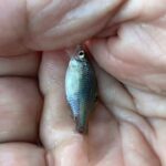 手賀沼で小物釣りタナゴが沢山釣れた