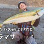 釣り歩いてようやく見つけた青物の大群！ついに念願の大ヒラマサを釣り上げた！！