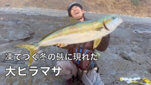 釣り歩いてようやく見つけた青物の大群!ついに念願の大ヒラマサを釣り上げた!!