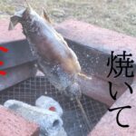 釣った魚を焼いて喰う【管理釣り場】【エリアトラウト】