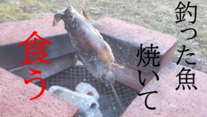 釣った魚を焼いて喰う【管理釣り場】【エリアトラウト】