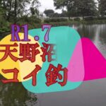 天野沼でコイ釣り！