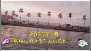 【浜名湖釣り】海釣り公園　水中映像