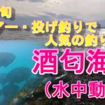 【酒匂海岸水中動画】ルアー・投げ釣りで人気の釣り場！１月中旬水中動画