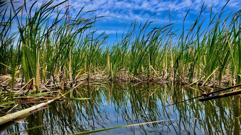 印旛沼水系のへらぶな釣り　乗っ込み期