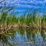 印旛沼水系のへらぶな釣り　乗っ込み期