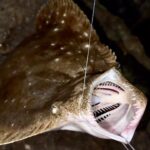 予想外の巨大魚が釣れた