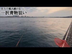 完全ギャンブルみたいな釣りチャレンジ継続してます…いつか釣り上げられるのを信じて…【浜名湖青物狙い】🐟
