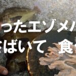 【釣り人飯】北海道の海で釣ったエゾメバルをさばいて食う　#ぶっ込み釣り #夜釣り #魚料理 #北海道の釣り