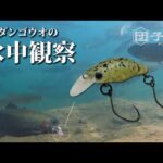 【エリアトラウト】ダンゴウオ パクパク水中バイトシーン集 #スミス #管理釣り場 #エリアトラウト #ダンゴウオ