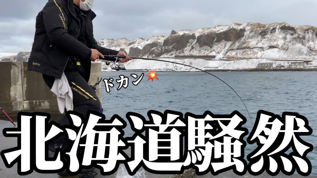 【北海道】【釣り】爆釣に港内激震！！ついに開幕‼️大群が押し寄せる