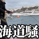【北海道】【釣り】爆釣に港内激震！！ついに開幕‼️大群が押し寄せる