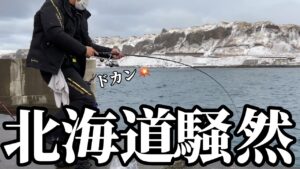 【北海道】【釣り】爆釣に港内激震!!ついに開幕‼️大群が押し寄せる