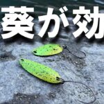 【エリアトラウト】山葵(ワサビ)が効く【うらたんざわ渓流釣場】