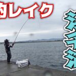 【紀州釣り】爆釣！今シーズン初の激流場で浜名湖黒鯛紀州釣り！【黒鯛釣り】【釣武者】