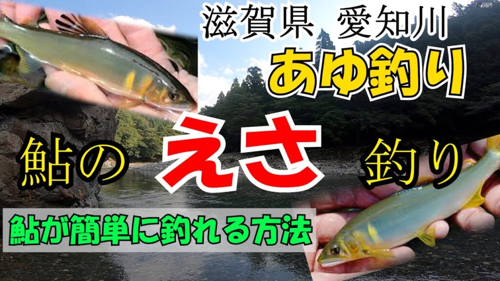 【アユ餌釣り】愛知川で「爆釣」!? 滋賀で鮎の餌釣りに挑戦した結果がヤバイ！