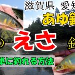 【アユ餌釣り】愛知川で「爆釣」!? 滋賀で鮎の餌釣りに挑戦した結果がヤバイ！