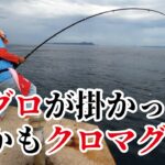 こんなことある！危険堤防でカゴ釣りしてたら【本マグロ】が釣れた