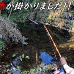この魚が釣れるのは結構珍しいと思います！！