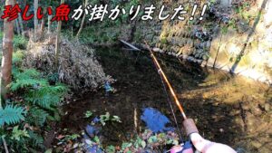 この魚が釣れるのは結構珍しいと思います！！