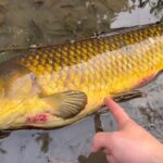 巨大鯉をついに釣りあげた