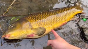 巨大鯉をついに釣りあげた