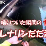一度聞くと釣り初心者でも釣り沼にはまる音!!