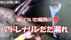 一度聞くと釣り初心者でも釣り沼にはまる音!!