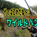【バス釣り】近藤沼ってワイルドハンチが釣れる