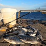 【黒鯛大量発生】魚影濃すぎて［入れ食い］の釣り場を遊び尽くす。