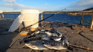 【黒鯛大量発生】魚影濃すぎて［入れ食い］の釣り場を遊び尽くす。