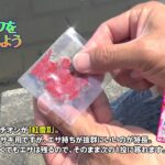 身近な川でオイカワを釣ってみよう！