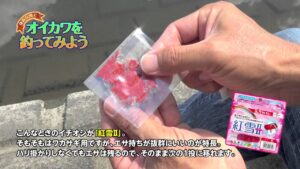 身近な川でオイカワを釣ってみよう!