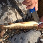 【イワナの捌き方】釣った岩魚を美味しく頂くために釣り場でやってる下処理