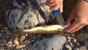 【イワナの捌き方】釣った岩魚を美味しく頂くために釣り場でやってる下処理