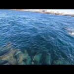 ガチ喰ってきます🐟【浜名湖釣り】