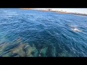 ガチ喰ってきます🐟【浜名湖釣り】
