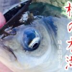 ビックフィッシュの巣窟 椎の木湖 へらぶな釣り