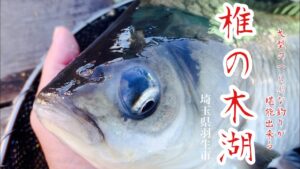 ビックフィッシュの巣窟 椎の木湖 へらぶな釣り