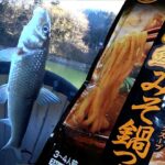 厳冬期の激渋の川釣りで粘ったすえに釣果はカワギス【３匹なのに２鯉の味噌仕立て鍋】