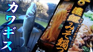 厳冬期の激渋の川釣りで粘ったすえに釣果はカワギス【３匹なのに２鯉の味噌仕立て鍋】