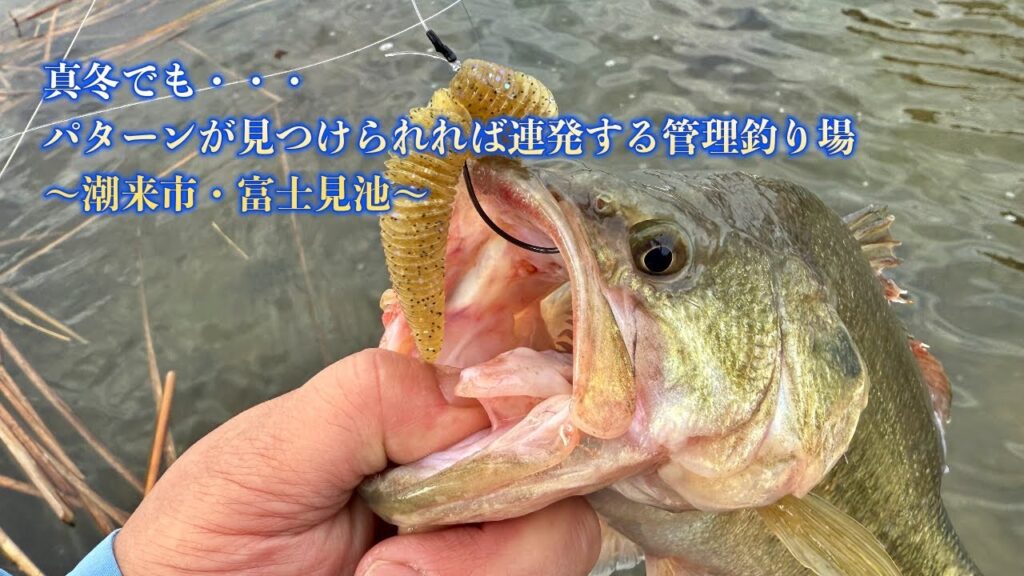 真冬でもパターンが見つけられれば連発する管理釣り場 〜潮来市・富士見池〜
