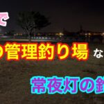 まるで夜の管理釣り場な常夜灯の釣り 知多半島