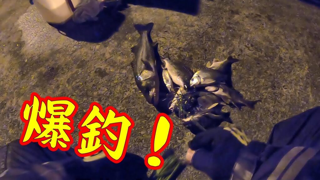 【爆釣！】釣り/海釣り/碧南海釣り公園/碧南釣り広場/温排水/衣浦湾/クロダイ/チヌ/キビレ/セイゴ/マダカ/シーバス/